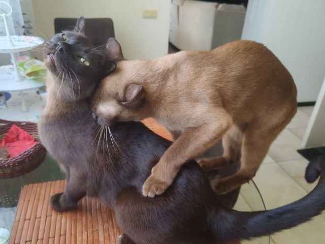 Котовторник. Где коты? Мой вот!