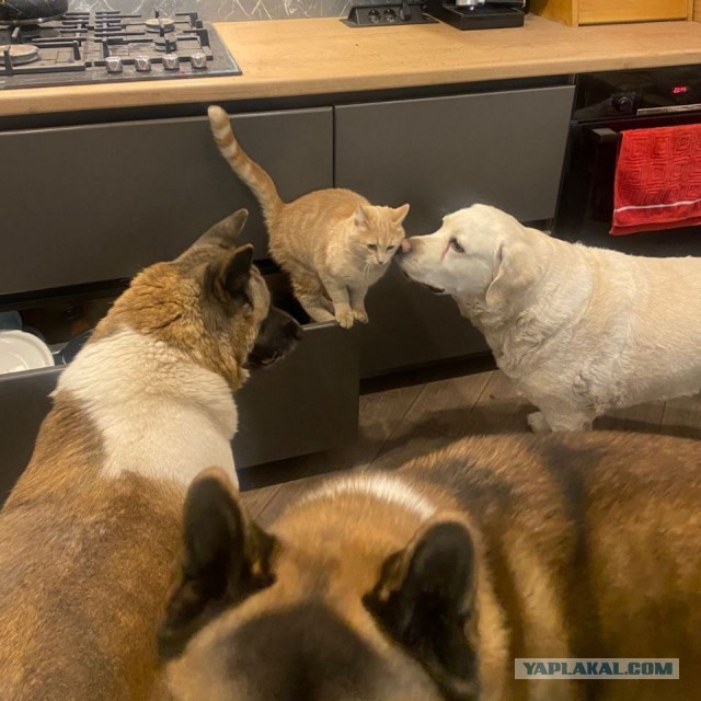 Загадка к котовторнику - найди кота.