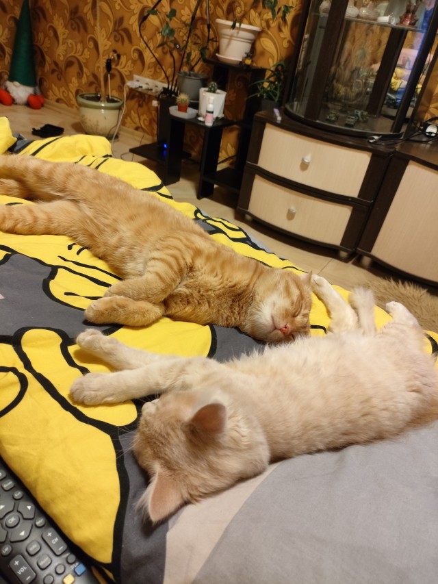 Котовторник же!