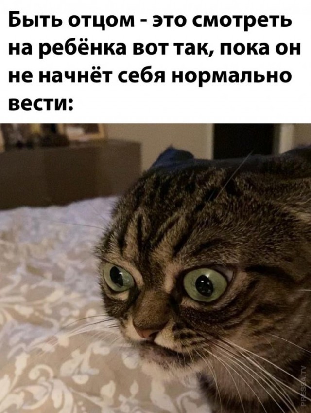 Веселые картинки в пятницу (27.02)