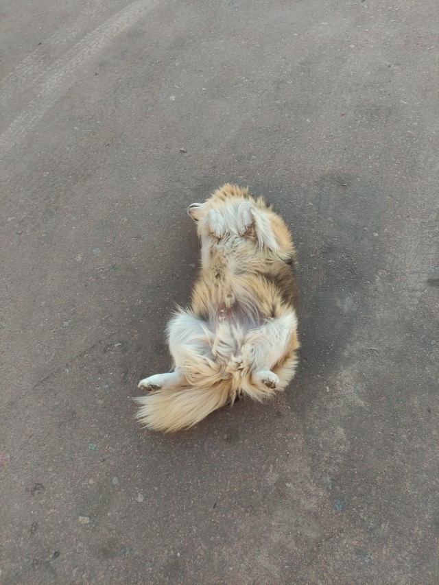 Живет свою лучшую жизнь
