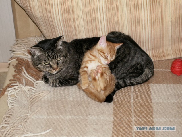 Котовторник 23.07.2013