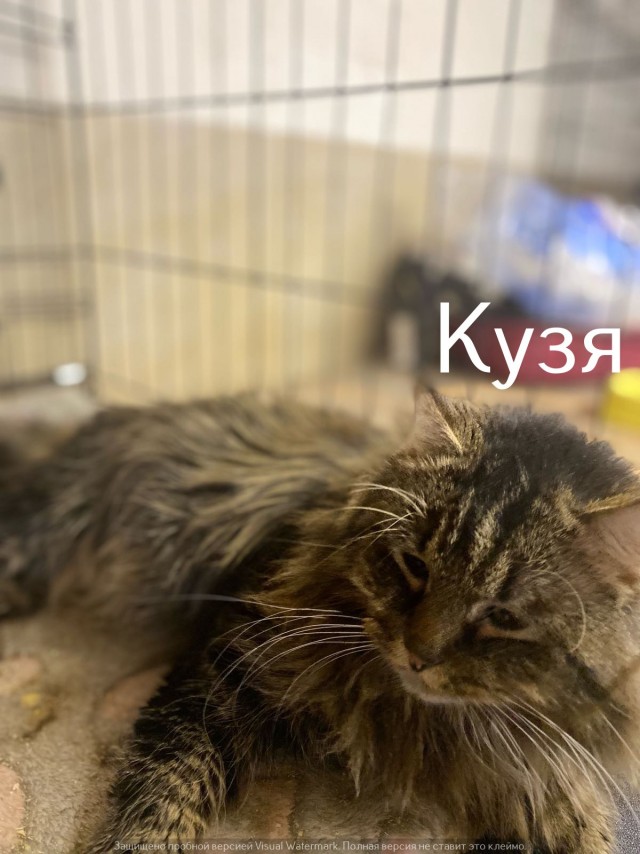 Жизнь домашнего приюта "Котоленд" 545