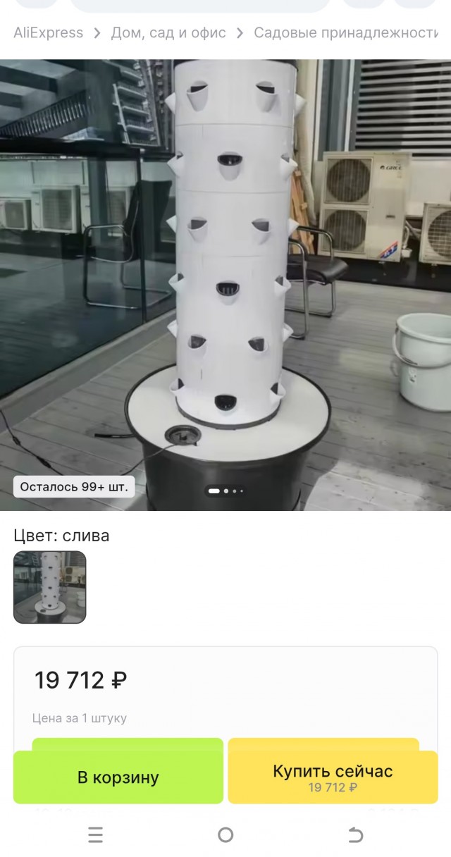 Капуста