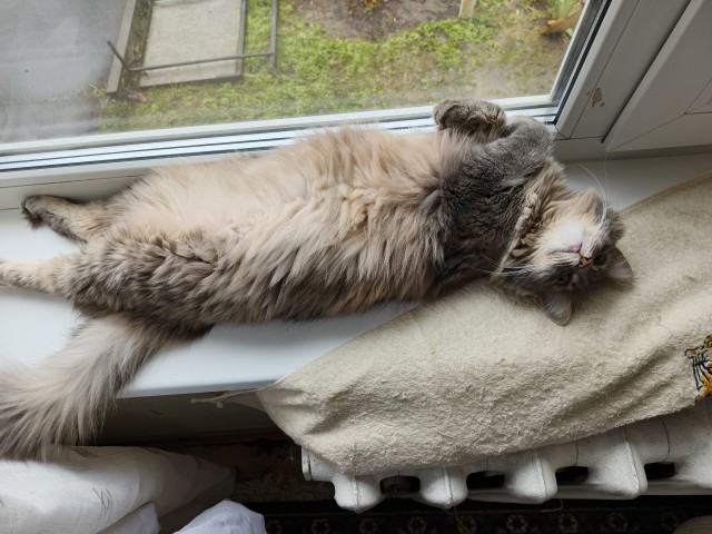 Котовторник. Моё зверьё