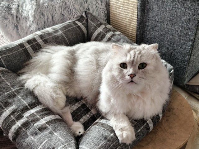 У меня самый красивый кот на свете!