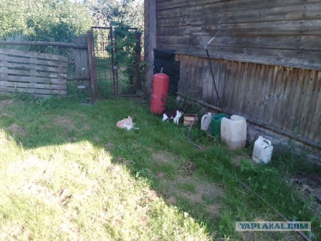 Жизнь домашнего приюта для котеек 579