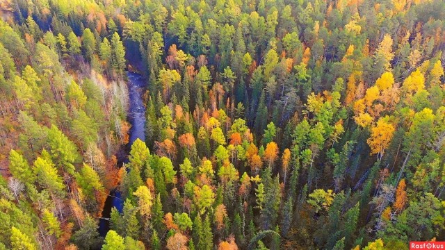 Осень в тайге
