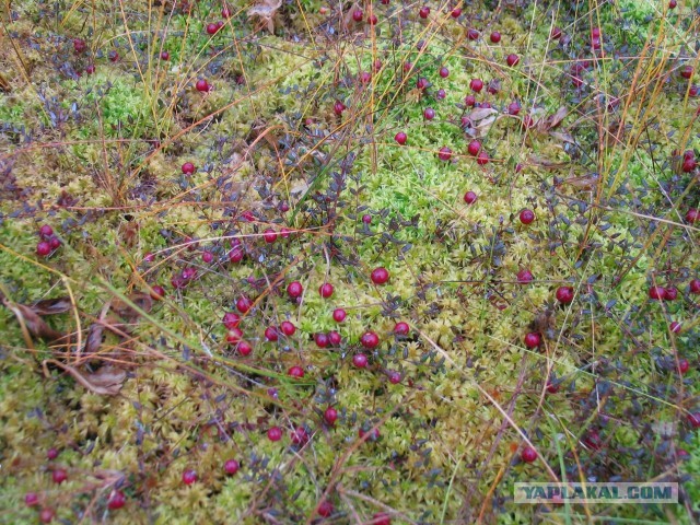 Выбрались за грибами.