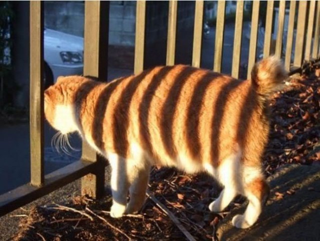 Котейка, который не знает как лежат котейки