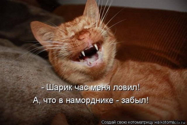 Невыразительные коты