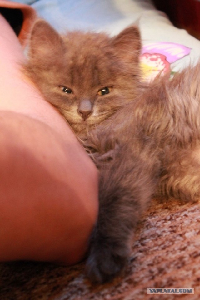 Котовторник 8.10.2013