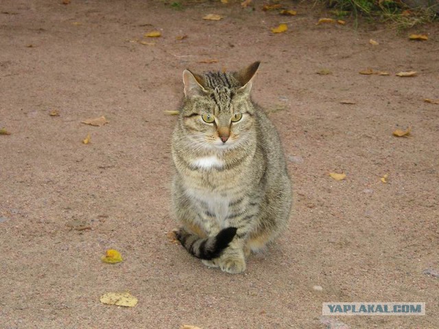 Котовторник 12.11.2013