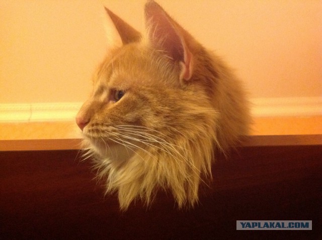 Котовторник  10.12.2013