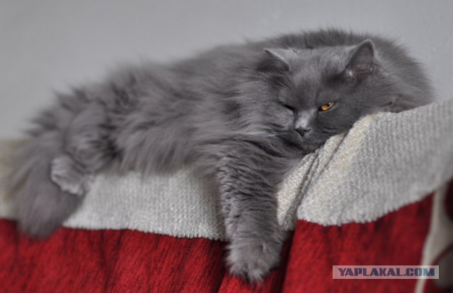 Котовторник  10.12.2013