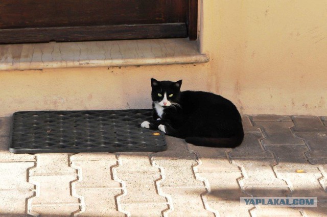 Котовторник   17.12.2013