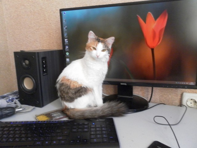 Котовторник 18.03.2014