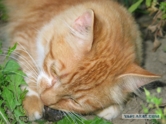 Котовторник 01.04.2014