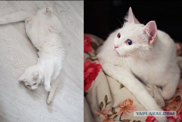 Путь от няши до котэ