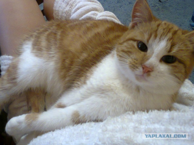 Котовторник 01.07.2014
