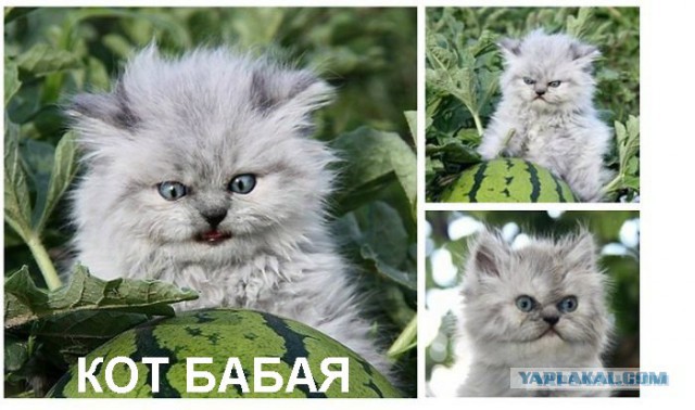 Война не повод для смеха, но....