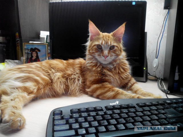 Котовторник 7.10.2014