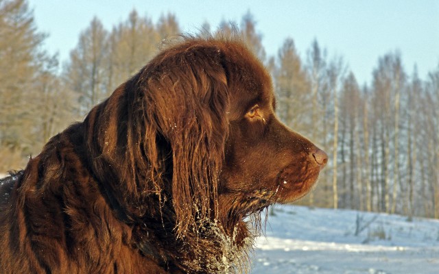 Собакочетверг..