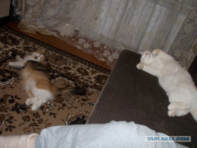 Котовторник 20.01.2015