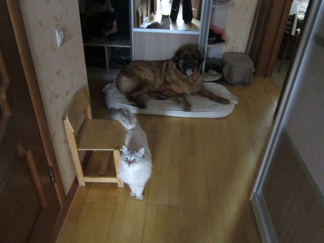 Котовторник 07 04 2015