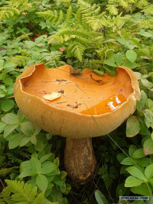 Костромские грибные места.