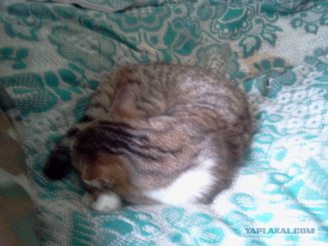 Котовторник