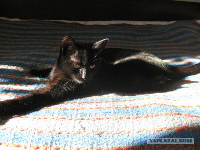 Котовторник 06.10.2015
