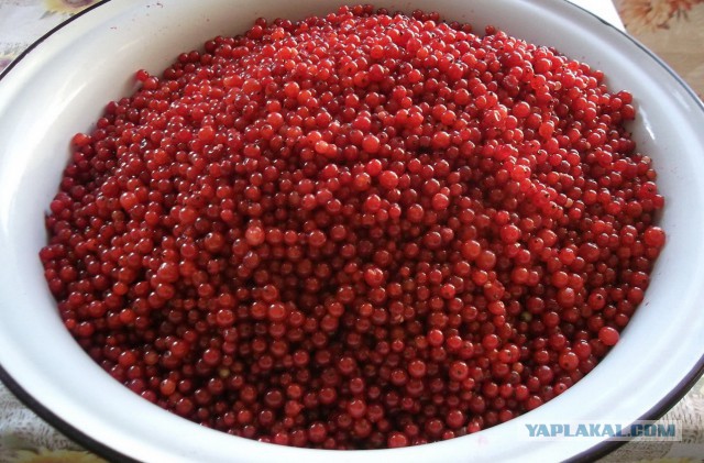 Желе из белой смородины и мармелад из красной