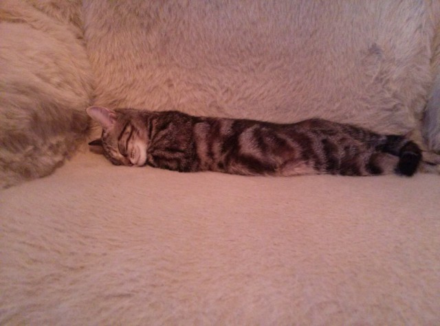 Котовторник