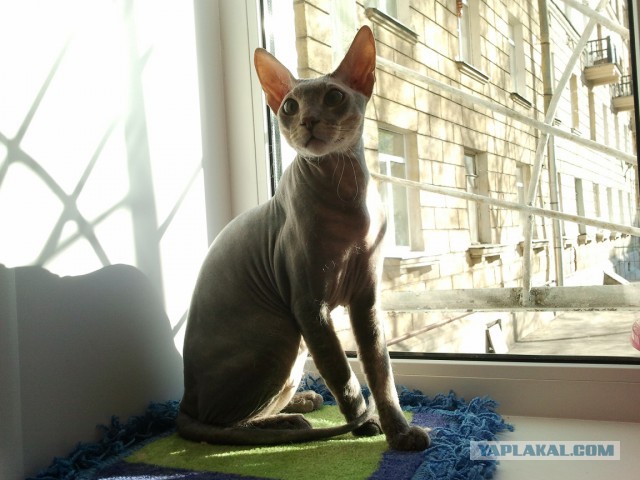 Домик для котейки