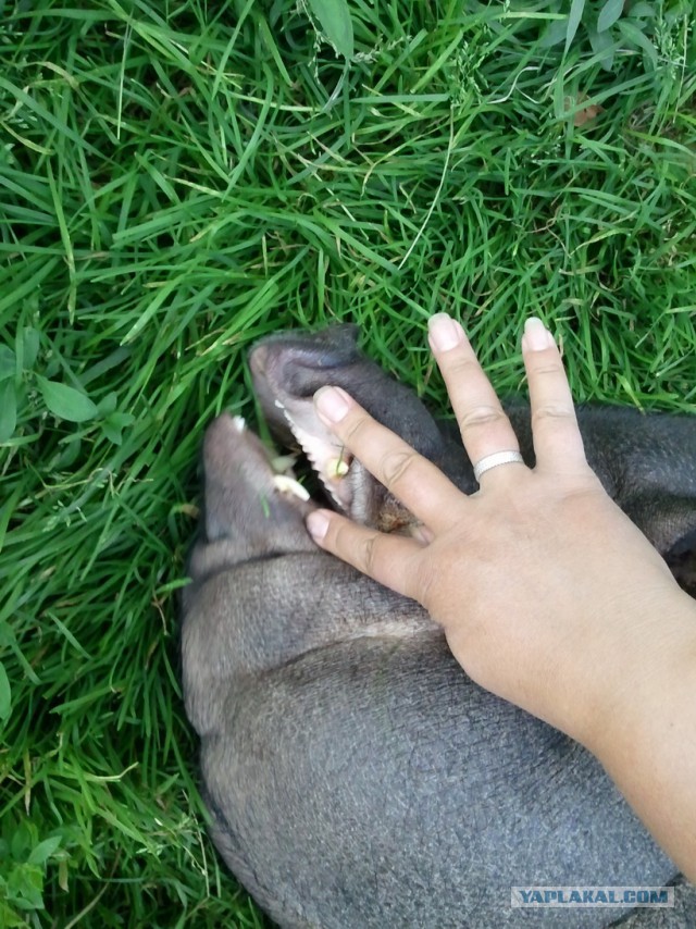 Инстаграм мини-свинки Пухли собрал более 31 тысячи подписчиков