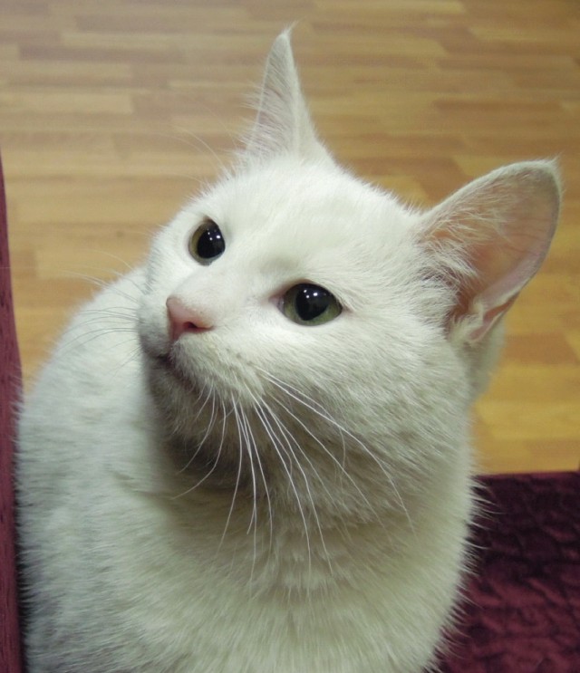 Котовторник 15.03