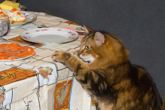 Коты, кошки, котята