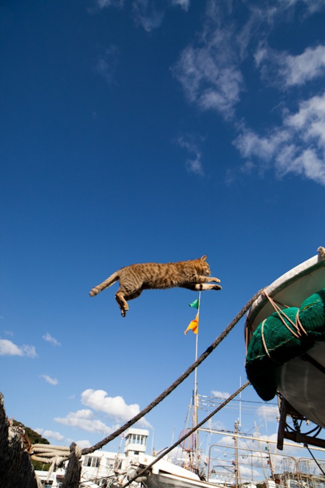 Коты острова Тасиро