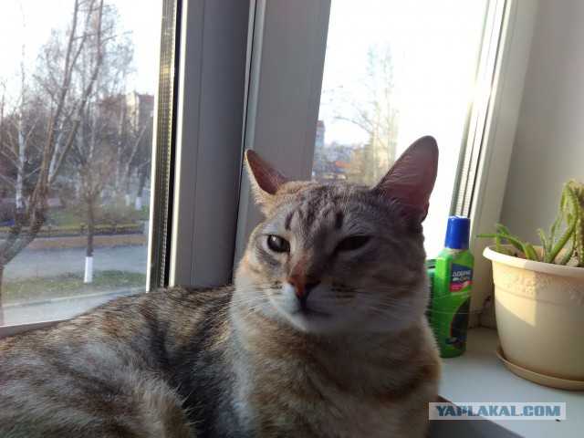 Животные, которым надоело это терпеть