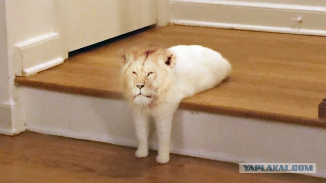 Забавно устроившийся на ступенях кот стал героем фотожаб