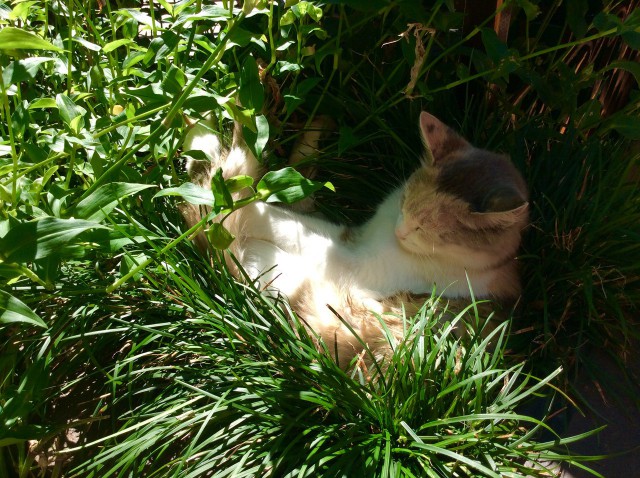 Кот принимает солнечные ванны