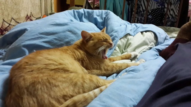 Котовторник 08.11.2016