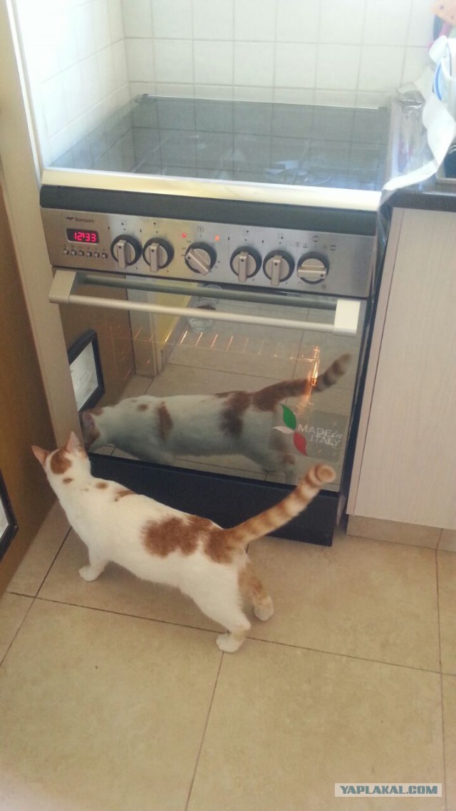 Жизнь рыжего кота, собаки