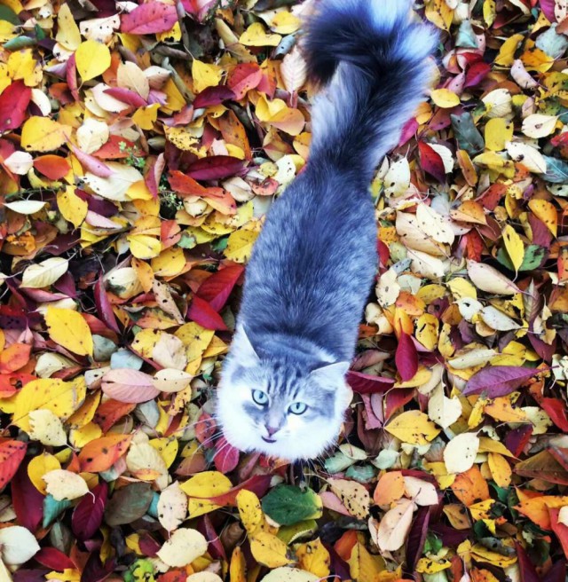 Коты и Кошки