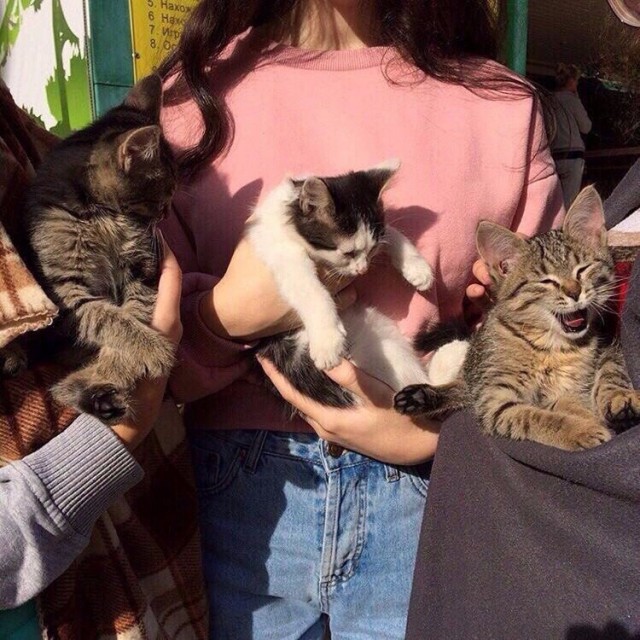 Коты и Кошки