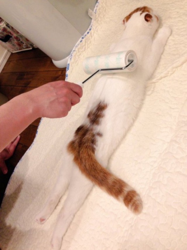 Коты и Кошки