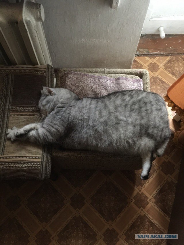 20 шикарных фотографий, в которых вся суть котов