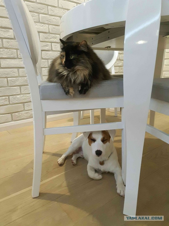 Котовторник 13.03.2018