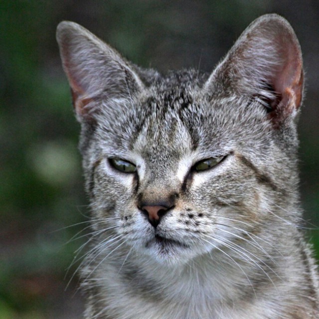 Подборка настоящих котов